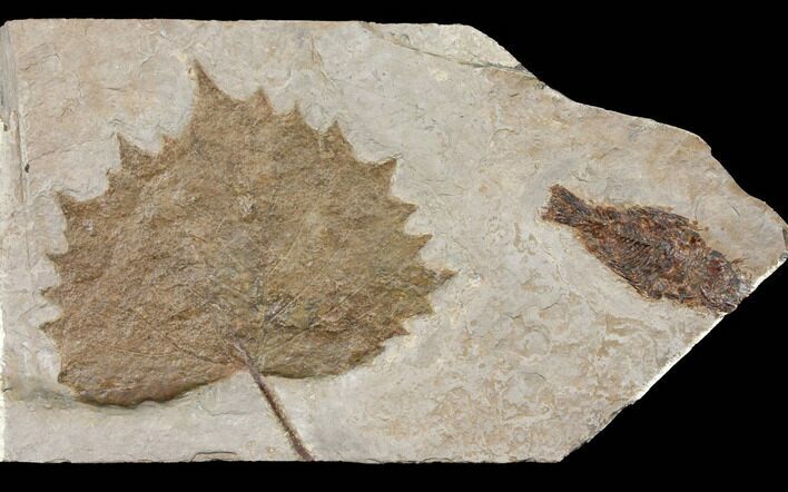 Miocene Fossil Fish & Leaf (Platanus) Plate - Nebraska #131093